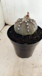ASTROPHYTUM ASTERIAS STAR SHAPE "Purple" Nº 1035 – vaso 15 - Imagem 8