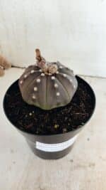 ASTROPHYTUM ASTERIAS STAR SHAPE "Purple" Nº 1035 – vaso 15 - Imagem 9