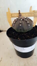 ASTROPHYTUM ASTERIAS STAR SHAPE "Purple" Nº 1035 – vaso 15 - Imagem 10