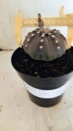 ASTROPHYTUM ASTERIAS STAR SHAPE "Purple" Nº 1035 – vaso 15 - Imagem 4