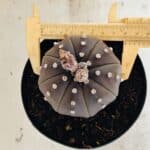 ASTROPHYTUM ASTERIAS STAR SHAPE "Purple" Nº 1035 – vaso 15