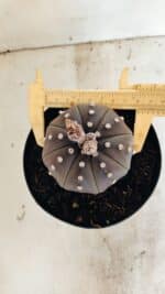 ASTROPHYTUM ASTERIAS STAR SHAPE "Purple" Nº 1035 – vaso 15