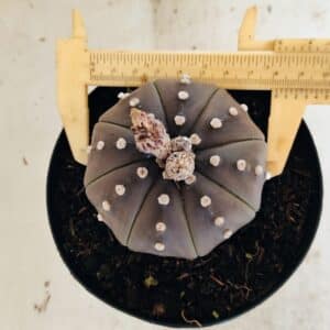 ASTROPHYTUM ASTERIAS STAR SHAPE "Purple" Nº 1035 – vaso 15