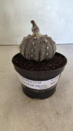 ASTROPHYTUM ASTERIAS STAR SHAPE "Purple" Nº 450 – vaso 11 - Imagem 2