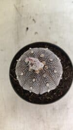 ASTROPHYTUM ASTERIAS STAR SHAPE "Purple" Nº 450 – vaso 11 - Imagem 3