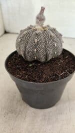 ASTROPHYTUM ASTERIAS STAR SHAPE "Purple" Nº 450 – vaso 11 - Imagem 8