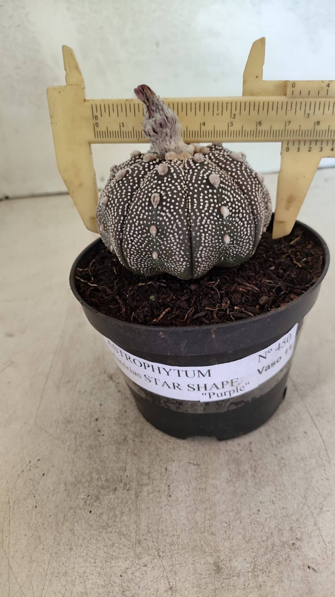 ASTERIAS STAR SHAPE Purple 450 (7) ASTROPHYTUM ASTERIAS STAR SHAPE "Purple" Nº 450 – vaso 11 - Imagem 1