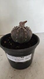 ASTROPHYTUM ASTERIAS STAR SHAPE "Purple" Nº 451 – vaso 15 - Imagem 2