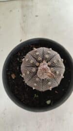 ASTROPHYTUM ASTERIAS STAR SHAPE "Purple" Nº 451 – vaso 15 - Imagem 3