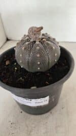 ASTROPHYTUM ASTERIAS STAR SHAPE "Purple" Nº 451 – vaso 15 - Imagem 9