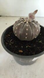ASTROPHYTUM ASTERIAS STAR SHAPE "Purple" Nº 451 – vaso 15 - Imagem 8