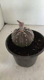 ASTROPHYTUM ASTERIAS STAR SHAPE "Purple" Nº 451 – vaso 15 - Imagem 7