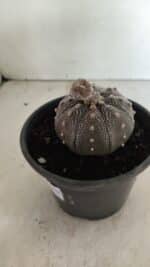 ASTROPHYTUM ASTERIAS STAR SHAPE "Purple" Nº 451 – vaso 15 - Imagem 6