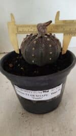 ASTROPHYTUM ASTERIAS STAR SHAPE "Purple" Nº 451 – vaso 15 - Imagem 4