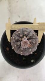 ASTROPHYTUM ASTERIAS STAR SHAPE "Purple" Nº 451 – vaso 15