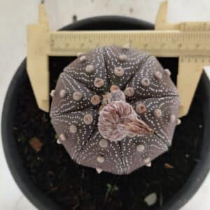 ASTROPHYTUM ASTERIAS STAR SHAPE "Purple" Nº 451 – vaso 15