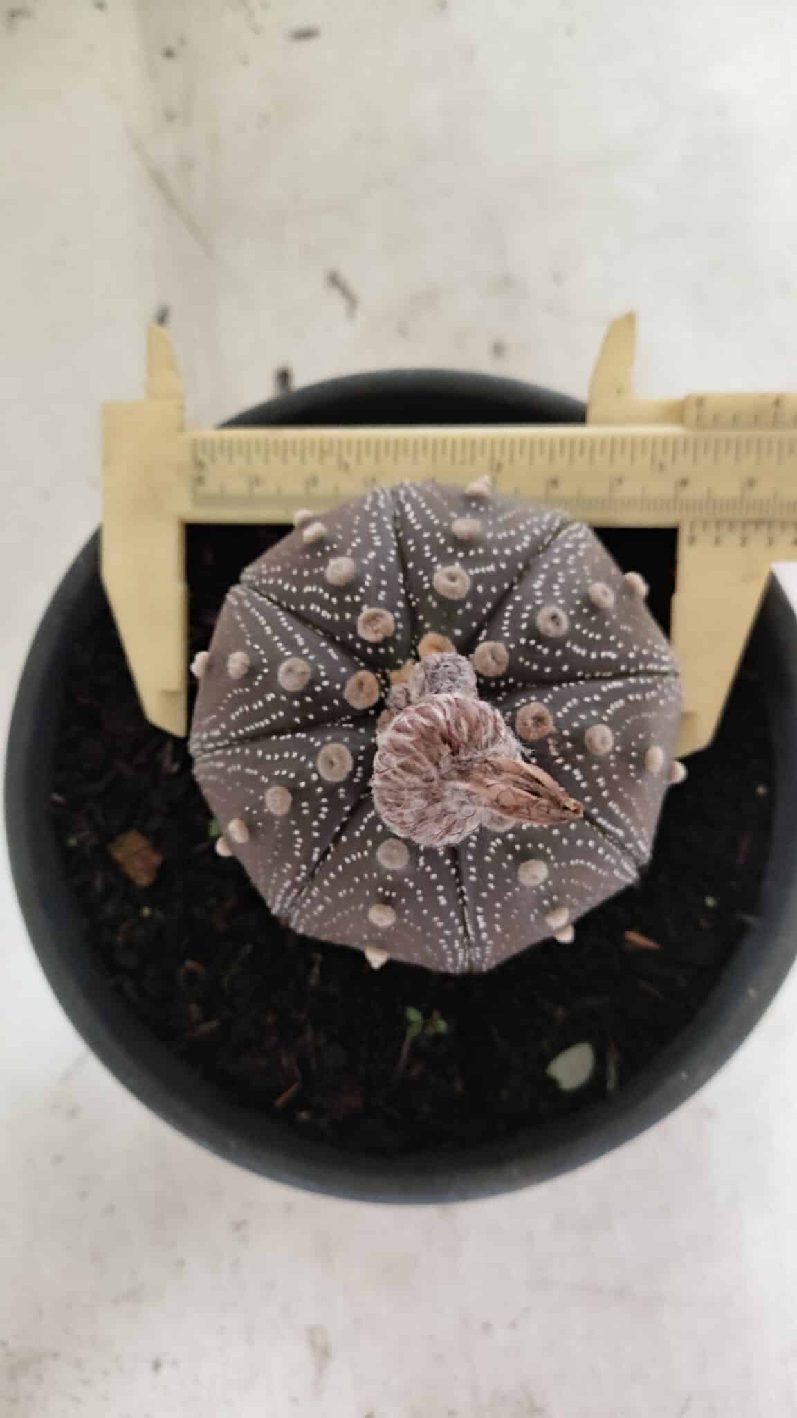 ASTERIAS STAR SHAPE Purple 451 (8) ASTROPHYTUM ASTERIAS STAR SHAPE "Purple" Nº 451 – vaso 15 - Imagem 1