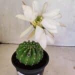 Cacto Echinopsis  Nº 07 - vaso 15