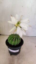 Cacto Echinopsis  Nº 07 - vaso 15