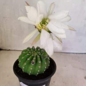 Cacto Echinopsis  Nº 07 - vaso 15