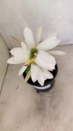 Cacto Echinopsis  Nº 07 - vaso 15 - Imagem 3