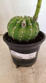 Cacto Echinopsis  Nº 07 - vaso 15 - Imagem 4