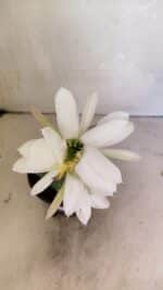 Cacto Echinopsis  Nº 07 - vaso 15 - Imagem 5