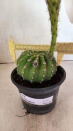 Cacto Echinopsis  Nº 07 - vaso 15 - Imagem 6