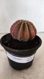 Cacto Echinopsis  Nº 10 - vaso 15 - Imagem 2