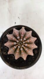 Cacto Echinopsis  Nº 10 - vaso 15 - Imagem 3