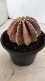 Cacto Echinopsis  Nº 10 - vaso 15 - Imagem 8