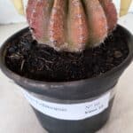 Cacto Echinopsis  Nº 10 - vaso 15