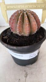 Cacto Echinopsis  Nº 10 - vaso 15