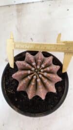 Cacto Echinopsis  Nº 10 - vaso 15 - Imagem 5