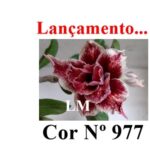 ENXERTO 12407 – 20cm (cor LM 977) - Imagem 7