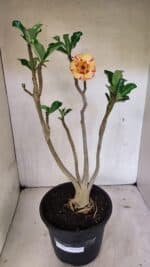 Planta Dobrada 3604 – 45cm – 04 anos - Imagem 2