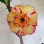 Planta Dobrada 3604 – 45cm – 04 anos