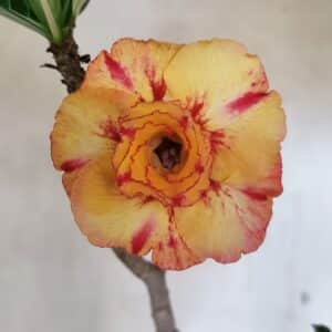 Planta Dobrada 3604 – 45cm – 04 anos