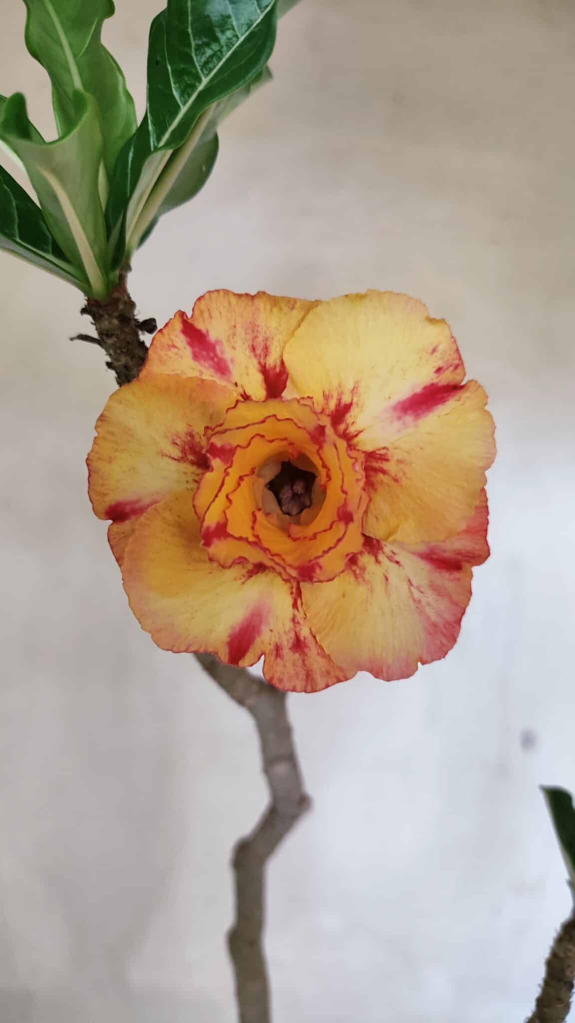 DOBRADA 3604 (2) Planta Dobrada 3604 – 45cm – 04 anos - Imagem 1