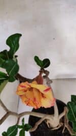 Planta Dobrada 3604 – 45cm – 04 anos - Imagem 4