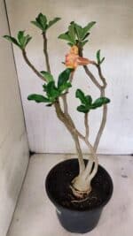 Planta Dobrada 3604 – 45cm – 04 anos - Imagem 6