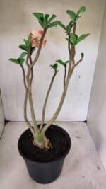 Planta Dobrada 3604 – 45cm – 04 anos - Imagem 5