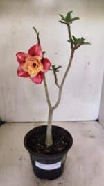 Planta Dobrada 3605 – 30cm – 02 anos - Imagem 2