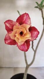 Planta Dobrada 3605 – 30cm – 02 anos