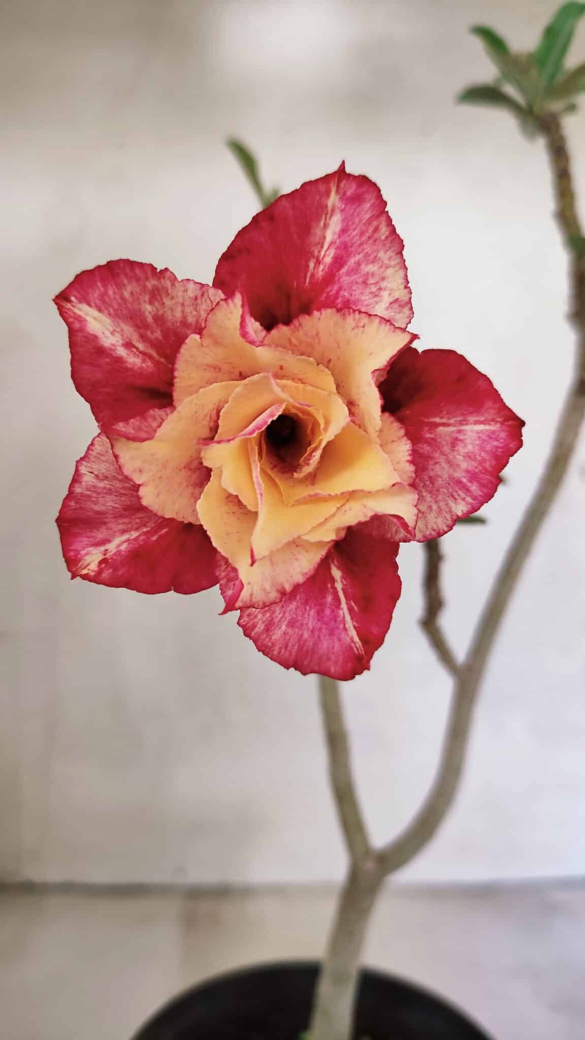 DOBRADA 3605 (2) Planta Dobrada 3605 – 30cm – 02 anos - Imagem 1