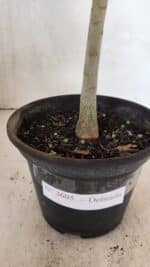 Planta Dobrada 3605 – 30cm – 02 anos - Imagem 7