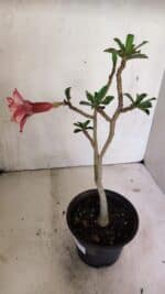 Planta Dobrada 3605 – 30cm – 02 anos - Imagem 6