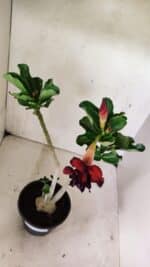 Planta Dobrada 3606 – 35cm – 03 anos - Imagem 4