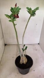 Planta Dobrada 3606 – 35cm – 03 anos - Imagem 6