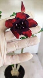 Planta Dobrada 3606 – 35cm – 03 anos - Imagem 5